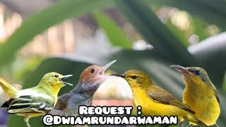 Download lagu Suara Pikat Sogon Betina Memanggil vs Sogon Anakan Kombinasi Prenjak Starter Dan Sirtu Ngekrek  mp3