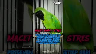 Download lagu Cucak ijo macet bunyi / stres #cucakijo #shorts mp3