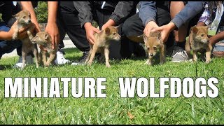 MINIATURE WOLFDOGS
