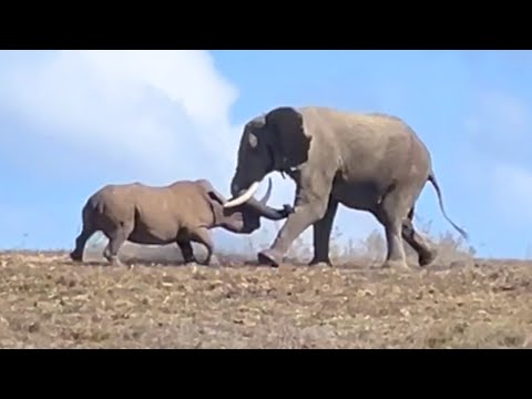 Rhino vs Elephant: Rare Clash Between Africa’s Giants