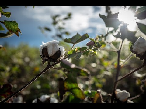 Cotton made in Africa | 2019 — Composition | Mix | Mastering