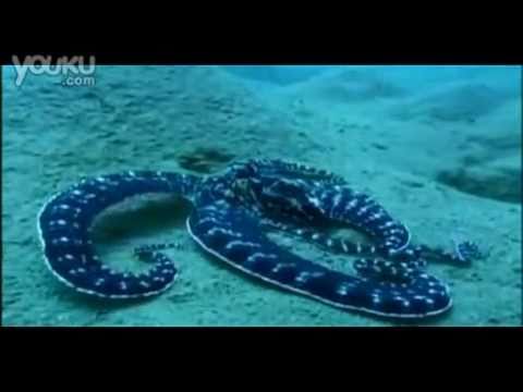 識變身的 奇怪生物