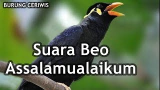 Download lagu Suara Burung Beo Assalamualaikum Cocok Buat Master... mp3