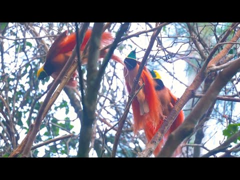 Rajka Raggiho (Paradisaea raggiana) — správanie a displej