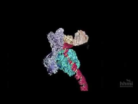 DNA Transcription (Advanced Detail) | HHMI BioInteractive Video