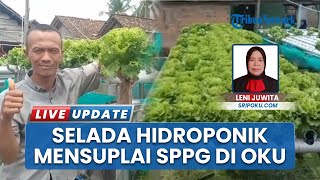 Petani Milenial Temukan Peluang Emas, Selada Hidroponik Zero Pestisida Suplai Dapur SPPG di OKU