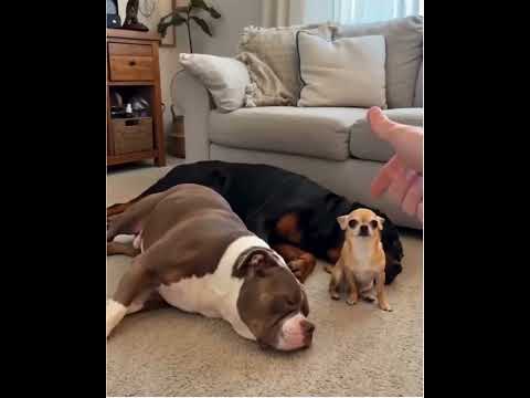 Dogs play dead on command… except one.
