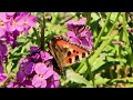 Vlindertuin Emmeloord verzorgt rondleidingen