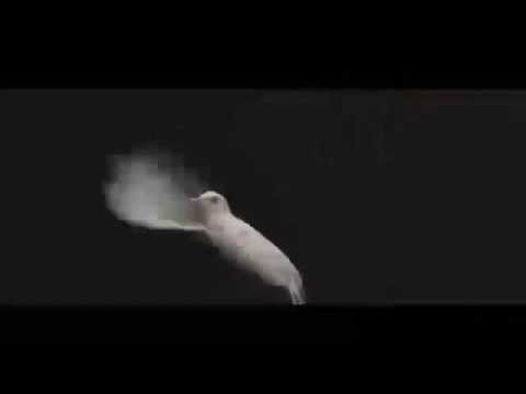 Buon Natale 2016 Promo Video