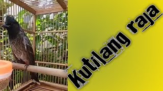 Download lagu KUTILANG RAJA burung unik warna menawan suara mantap ,Red-vented Bulbul  ,pycsnonopus caver, mp3