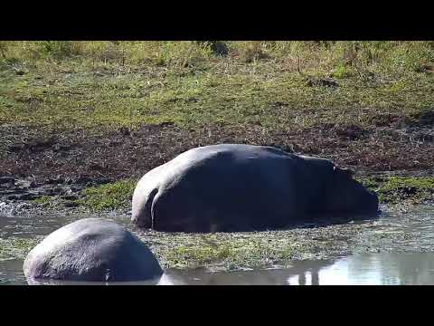 Djuma: Three Hippos resting at shallow end of the dam - 13:55 - 06/12/21