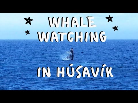 Dancing Whales in Húsavík | The whale watching capital of Iceland