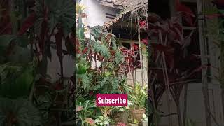 Download lagu rumah tua jaman Belanda masih berdiri di kp sajira mp3