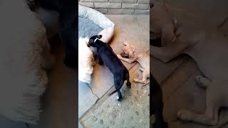 Video preview image #1 Bulldog-Unknown Mix Puppy For Sale in Apple Valley, CA, USA