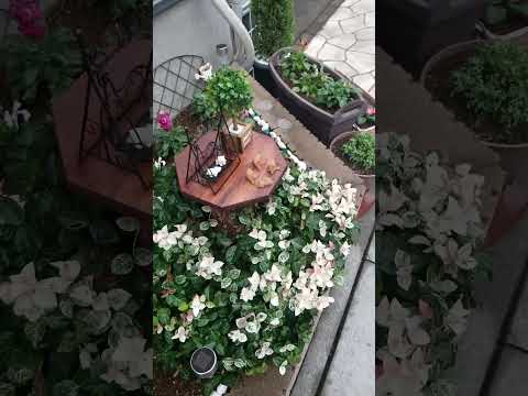 家の前の花壇: あなたの敷地の前に花を咲かせるための私たちのアイデアのすべて  庭園