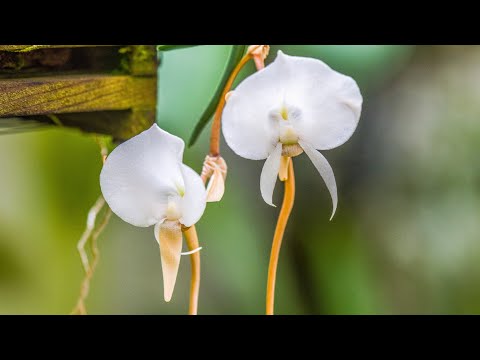 Episode 35 Fabulous summer perfumes and my first flowers on a tiny new Angraecum pseudofilicornu