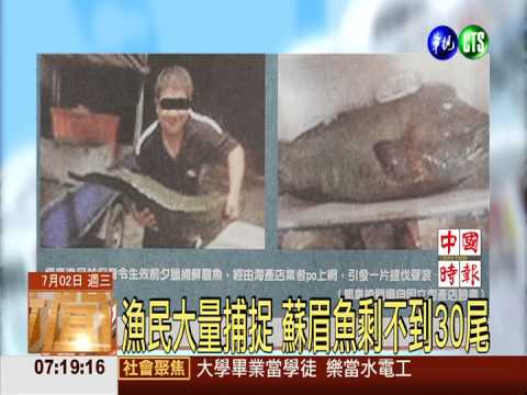 哀哉!保育令前夕 蘇眉魚又遭獵捕