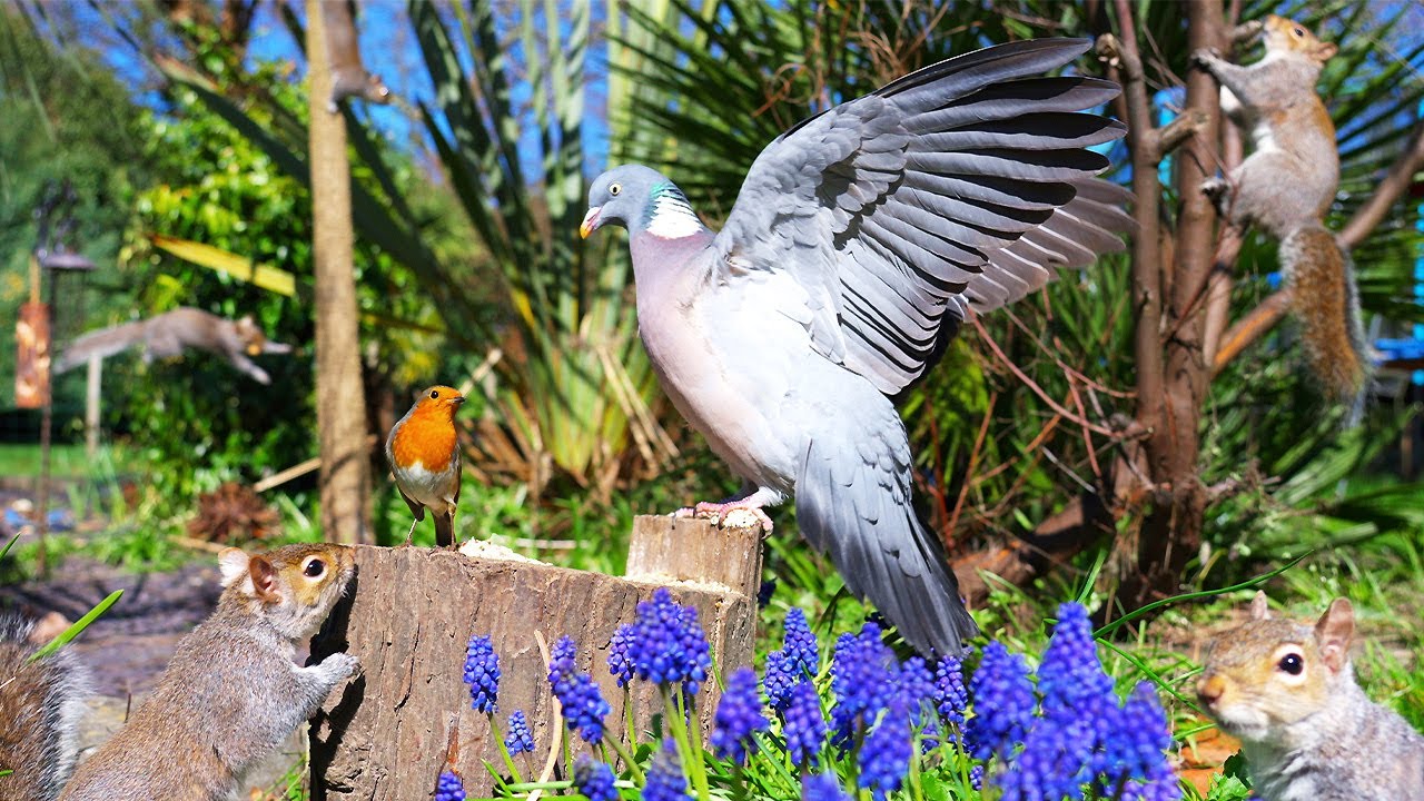 🔴 CAT TV 24/7 🌸 Birds & Squirrels Frolic Amongst the Flowers 🐿️ Videos for cats to watch 4K HDR