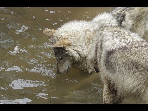 水中のオオカミ