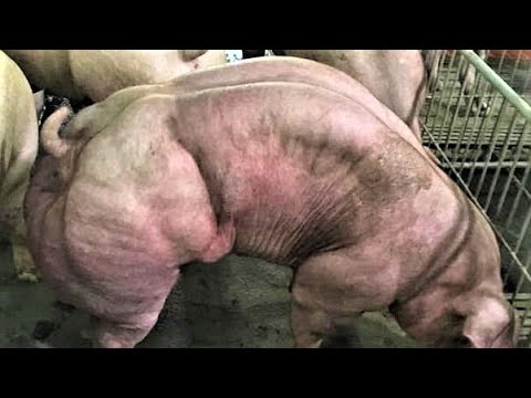 10 Mutant Animals Created by Scientists Recently
