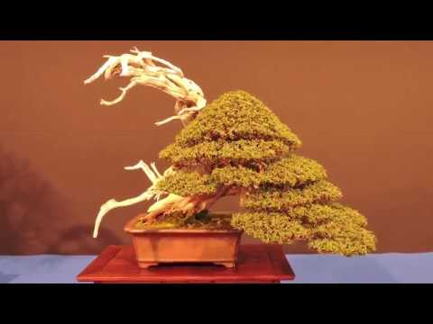 The Best of 20 Years The Trophy Bonsai Displays Part 2