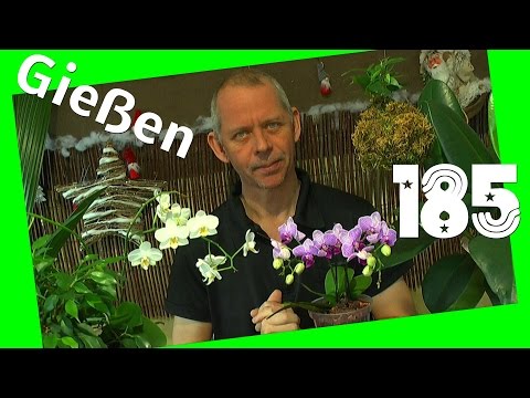 Richtig gießen, das Bewässern von Pflanzen