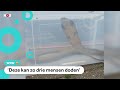 Giftige slang van 2,5 meter gevonden bij sportschool
