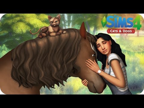 The Sims 4 Completo Caes E Gatos Desafio Do Abrigo Animal Desafio Gatos E Caes The Sims Brazil