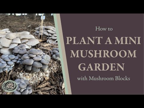 Como plantar um mini jardim de cogumelos