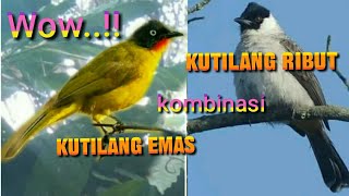 Download lagu Suara Pikat Kutilang Ribut Kombinasi Kutilang Emas mp3 Download lagu Suara Pikat Kutilang Ribut Kombinasi Kutilang Emas mp3