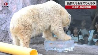 【速報】動物たちも氷でひんやり 北海道・旭山動物園