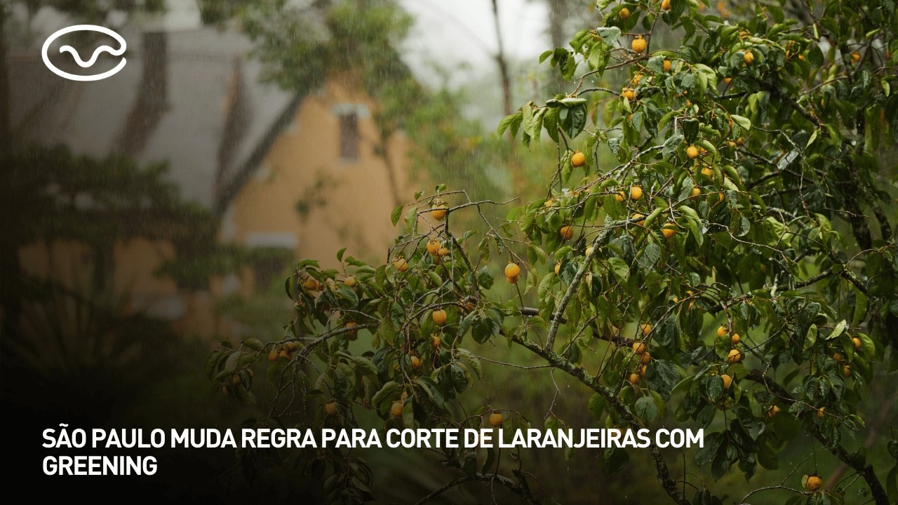 São Paulo muda regra para corte de laranjeiras com greening