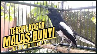 Download lagu Suara Burung Kacer Bikin Lawan Emosi Gacor, Pancingan Kacer Agar Cepat Emosi Gacor mp3