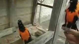 Download lagu Burung campo troupial mp3