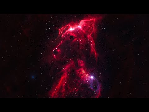 SPACE DOGS Trailer