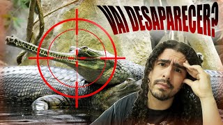 O GAVIAL VAI DESAPARECER? (#Pirula 352.6)