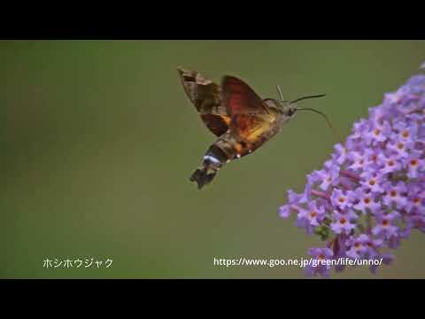 ホウジャクの世界Chronos 2.1 ウルトラスローモーション