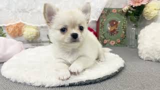 チワワ（ロング）の動画02