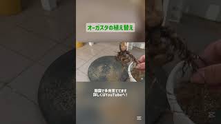 韓国タニラーがオーガスタの植え替えに挑戦❗ #多肉植物 #succulent #観葉植物 #オーガスタ