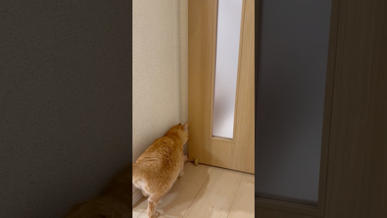 自分でドアを開ける茶トラ猫ポテト