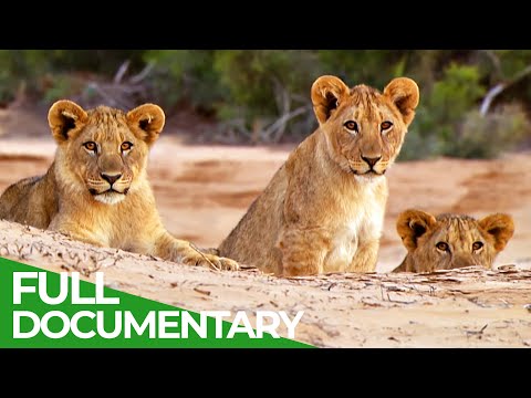 Secrets of the Namib
