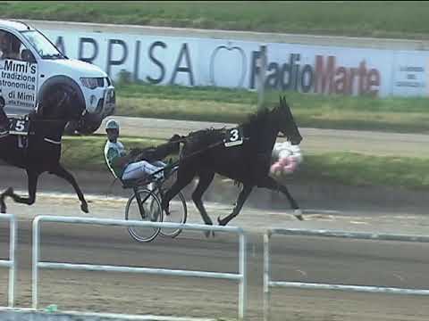 Trotto 15/06/2019 - 8ª corsa