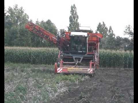 Vansteelant G.: Aardappels rooien.