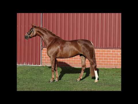 FOR LADIES ONLY - *2014 Stute von Fürst Wilhelm