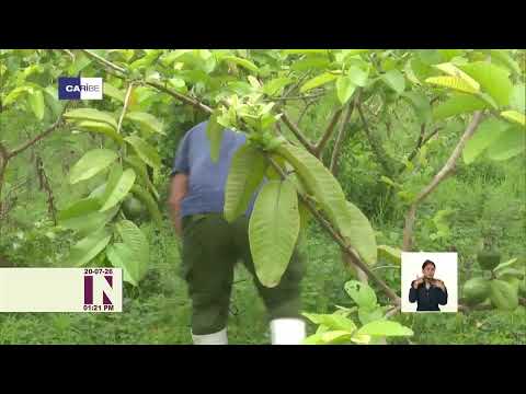 Félix Labañino, ejemplo de productor destacado en Manuel Tames