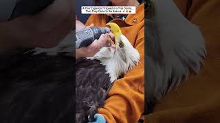 They Rescued a Poor Eagle Trapped in a Tree Stump...