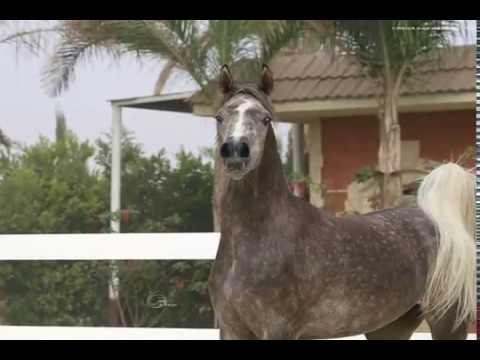 Sagda El Farida ( Rawwah x Tameema )