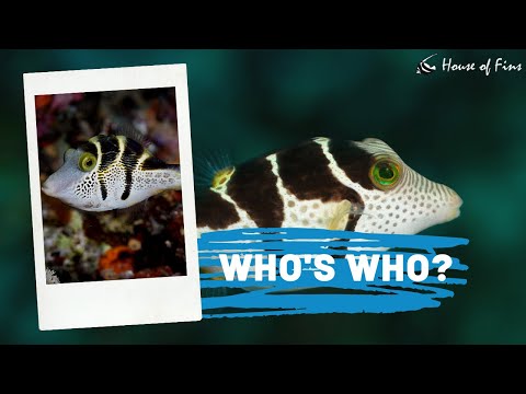 Who's Who? (Mimic Filefish vs. Valentini Puffer & Other New Saltwater Arrivals)