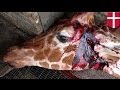 Молодого и здорового жирафа убили и скормили львам 