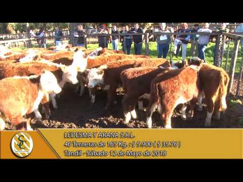 12-05-18 Venta de Hembras - Ledesma y Arana S.R.L. - Tandil